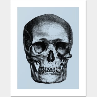 Vintage Skull Sketch Posters and Art